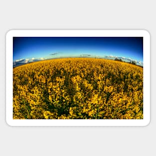 Rapeseed Field Sticker